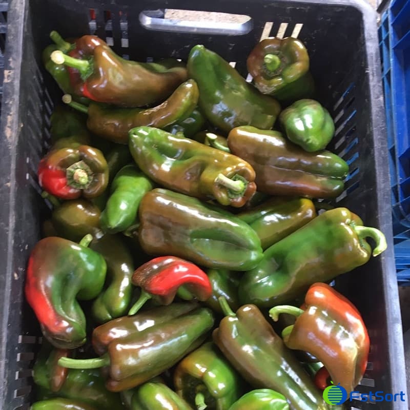 images/1660808253923clasificador de pimientos1.jpg